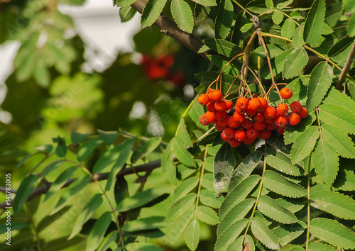 Red viburnum berries have medicinal