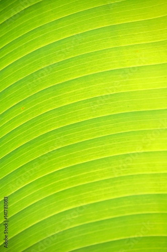 Detail of a Palm tree leaf 