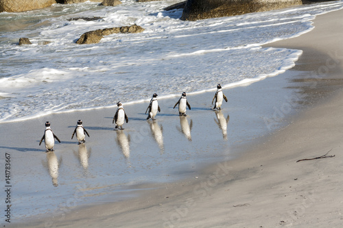 Penguin friends, Boulder's beach, Sam's Town, Western Cape, South Africa