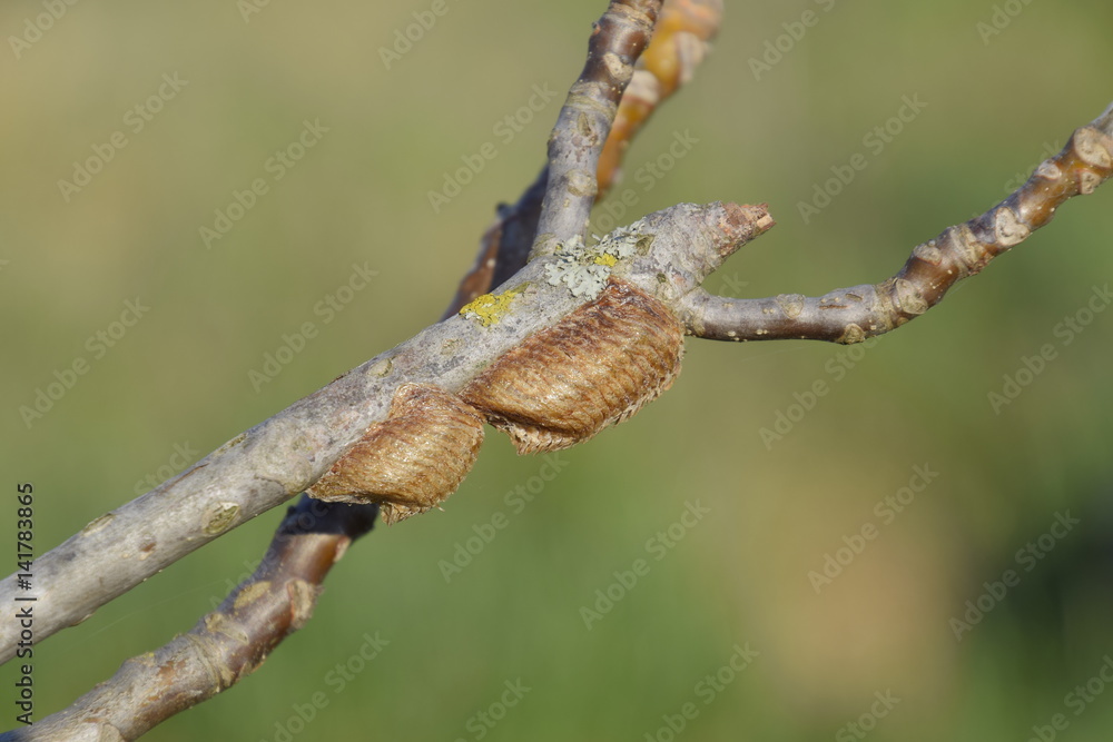 Ootheca mantis on the branches of a tree. The eggs of the insect laid in the cocoon for the winter are laid