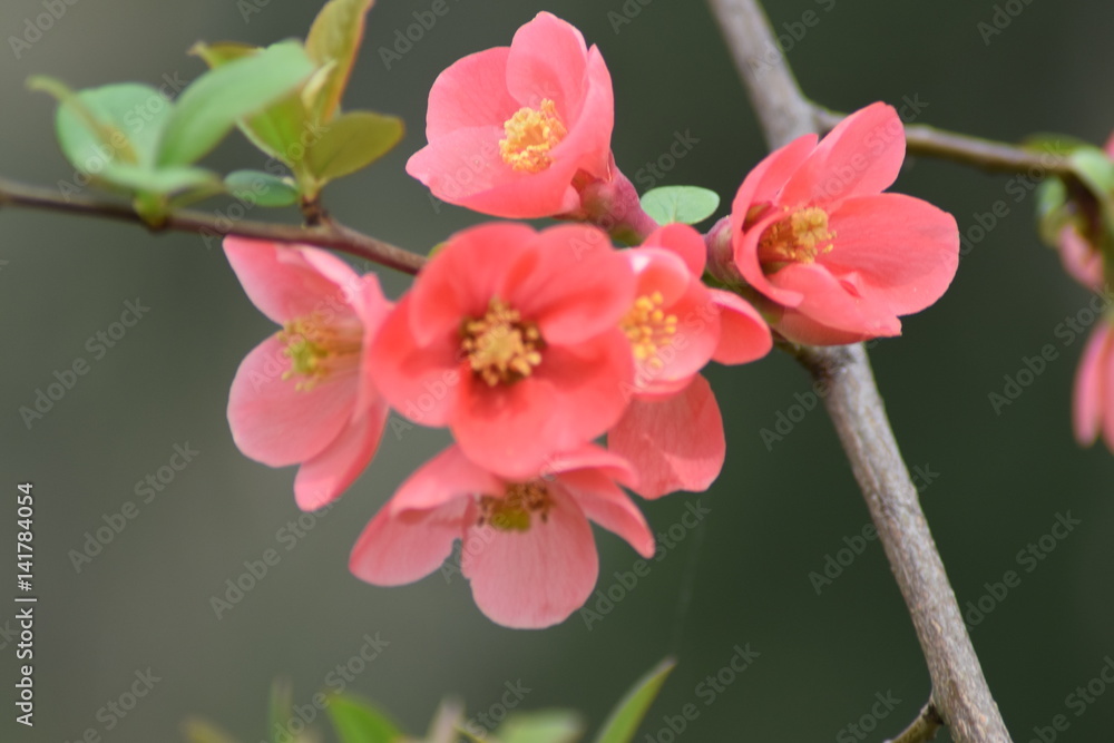 Beautiful Japanese quince blossom Beautiful Japanese quince blossom
