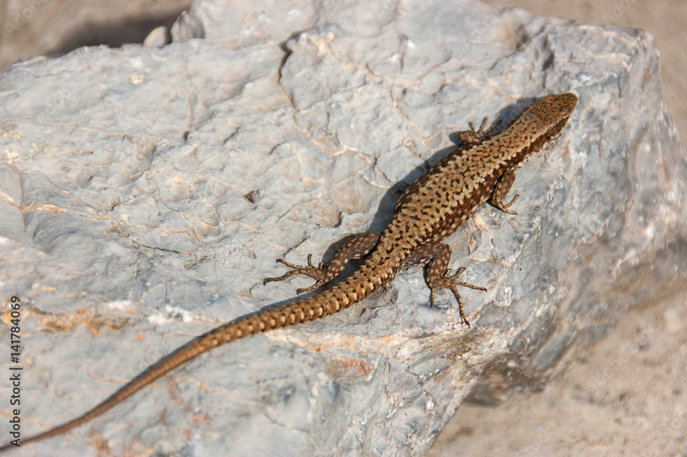 Lizard standing on the rock Lizard standing on the rock