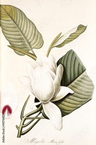Illustration botanique / Magnolia macrophylla / Magnolia