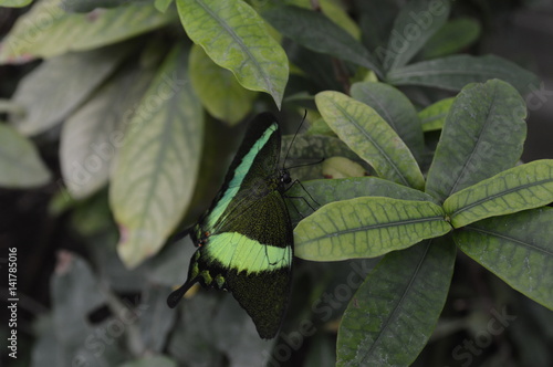 Neon Schwalbenschwanz