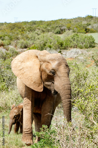 Baby Elephant is hiding behind his mom