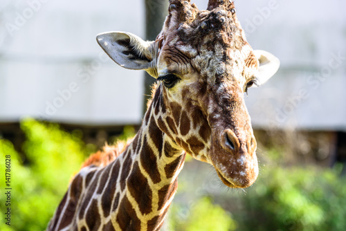 Fototapeta Naklejka Na Ścianę i Meble -  Giraffe eating in a zoo and making funny faces