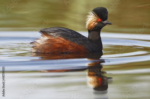 Black-necked grebe (Podiceps nigricollis) swimming in water, the Netherlands