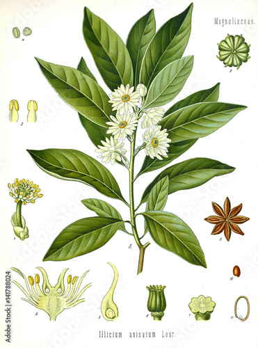 Illustration botanique / Illicium anisatum / Anis étoilé / Badiane