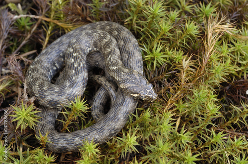 Natrix maura / Couleuvre vipérine photo