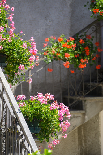 Fototapeta Naklejka Na Ścianę i Meble -  Beautiful flowers in the old town of Livo, Italy, in summer