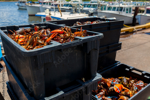 Lobsters on the wharf in rural Prince Edward Island, Canada.