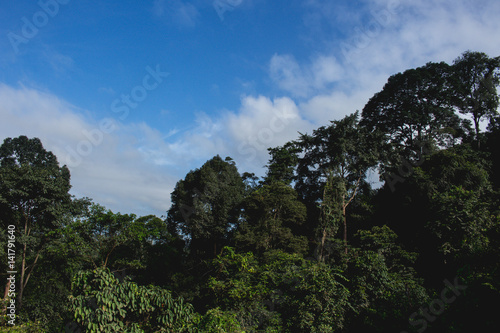 East Borneo Rain Forest Kalimantan Indonesia