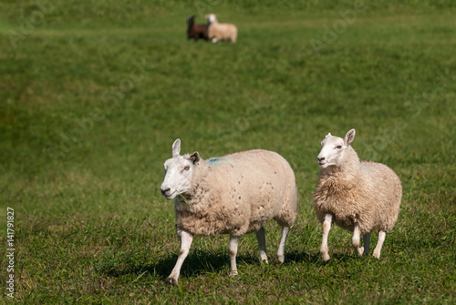 Two Sheep (Ovis aries) in Foreground - Two in Background