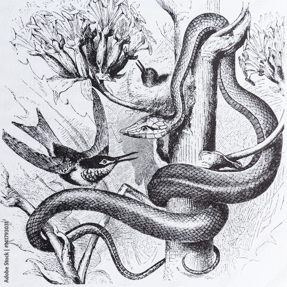 Naklejka premium Ossibele shining, oxybelis fulgidus