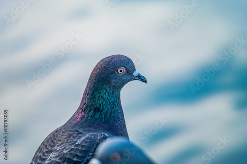 pigeon close-up portrait unique