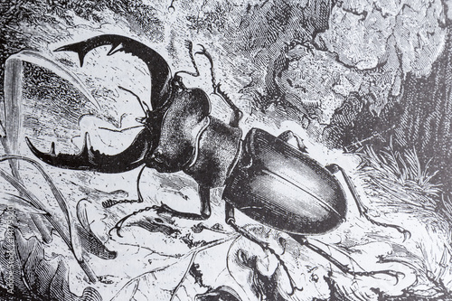 Stag Beetle, Lucanus cervus