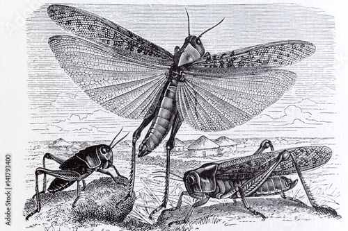 Migratory locust, insect