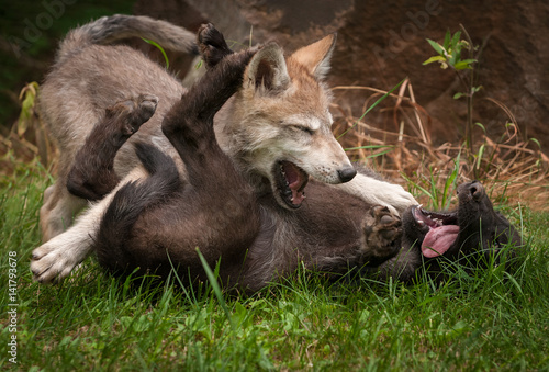 Grey Wolf  Canis lupus  Pups Wrestle