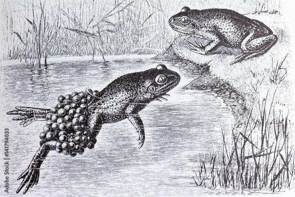 Obraz premium Alite obstetrician, Alytes obstetricans with eggs