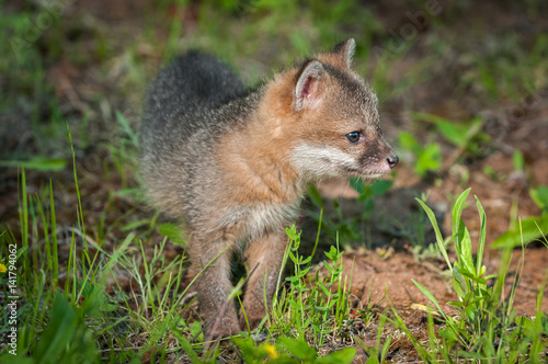 Wallpaper Mural Grey Fox Kit (Urocyon cinereoargenteus) Stands Alone Torontodigital.ca