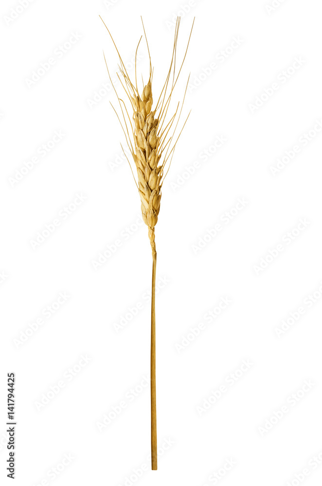 Single ear of wheat, isolated on a white background Single ear of wheat, isolated on a white background