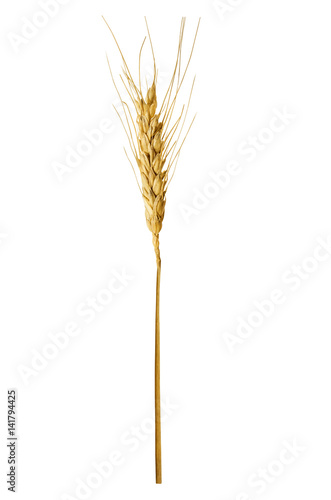 Single ear of wheat, isolated on a white background