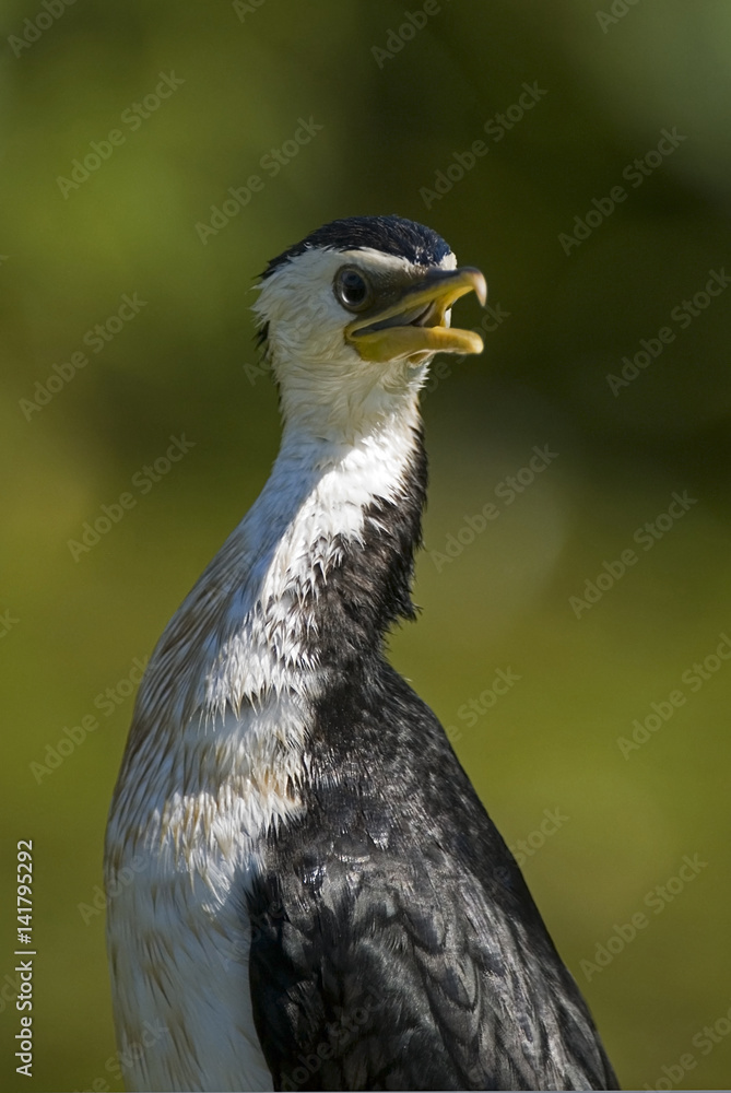 Phalacrocorax melanoleucos / Cormoran pie Phalacrocorax melanoleucos / Cormoran pie
