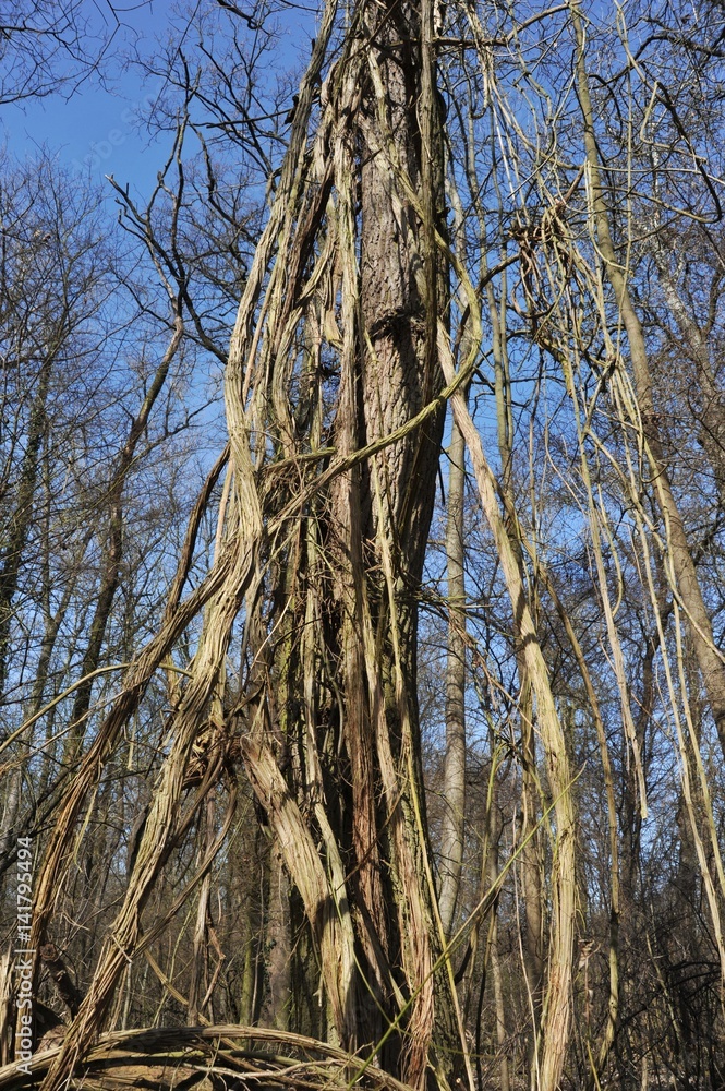 Fototapeta premium Winteraspekt der Gewöhnlichen Waldrebe (Clematis vitalba) an alten Eichen im Rheinauenwald bei Biblis, Hessen, Deutschland