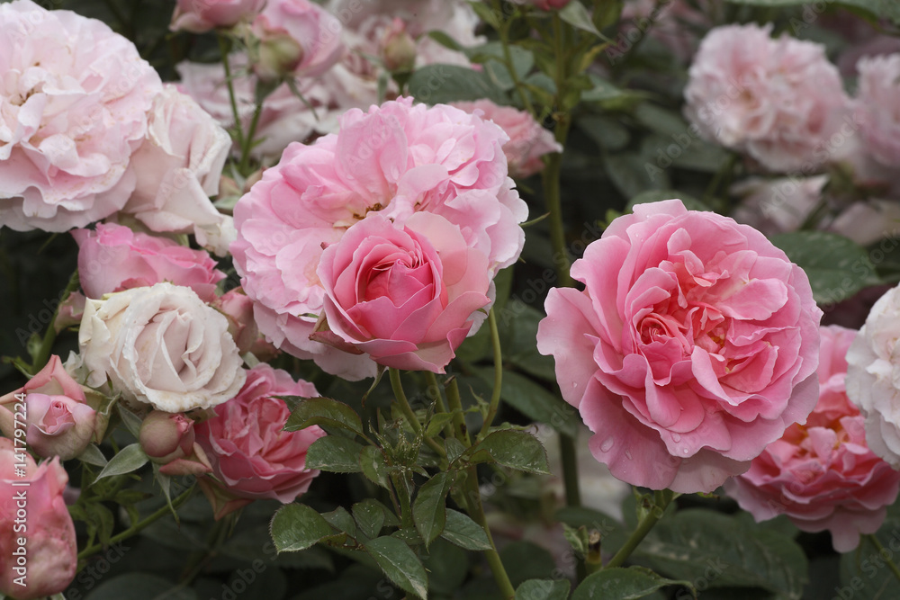 Rosa x / Rose 'Côté Jardin' Rosa x / Rose 'Côté Jardin'