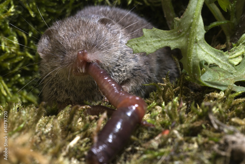 Crocidura russula / Musaraigne musette