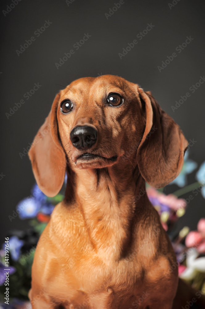 purebred dachshund dog