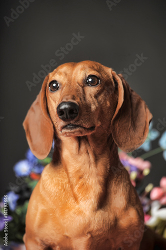 purebred dachshund dog © Evdoha