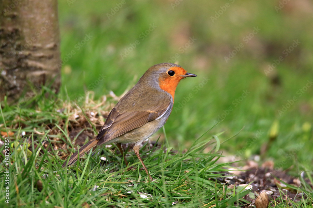 Rotkehlchen im Gras