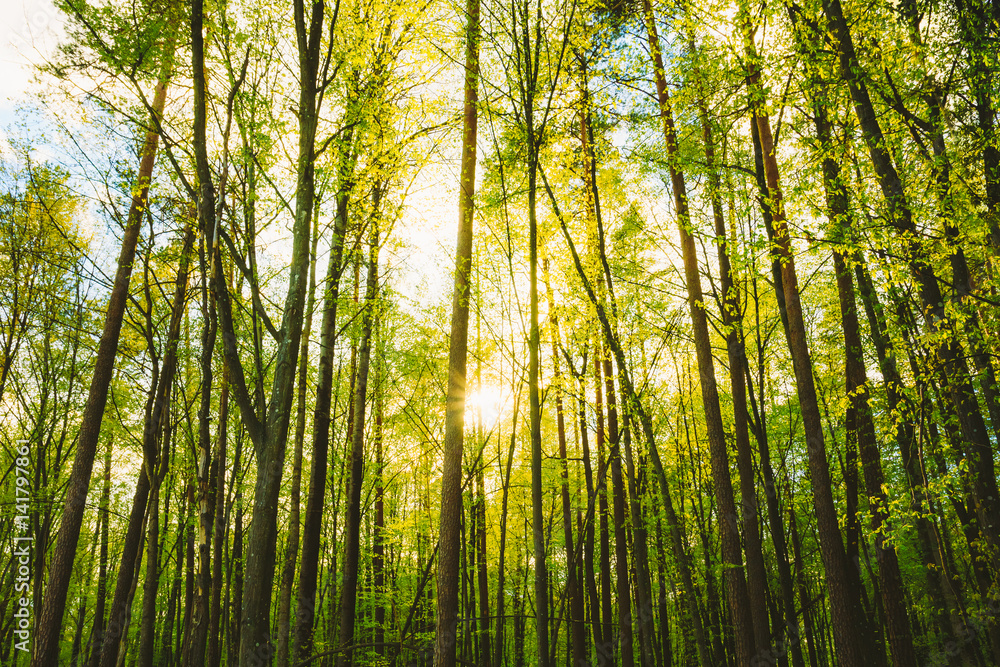 Sun Shining Through Trunks Of Tall Trees Woods In Forest In European Part Of Russia Sun Shining Through Trunks Of Tall Trees Woods In Forest In European Part Of Russia