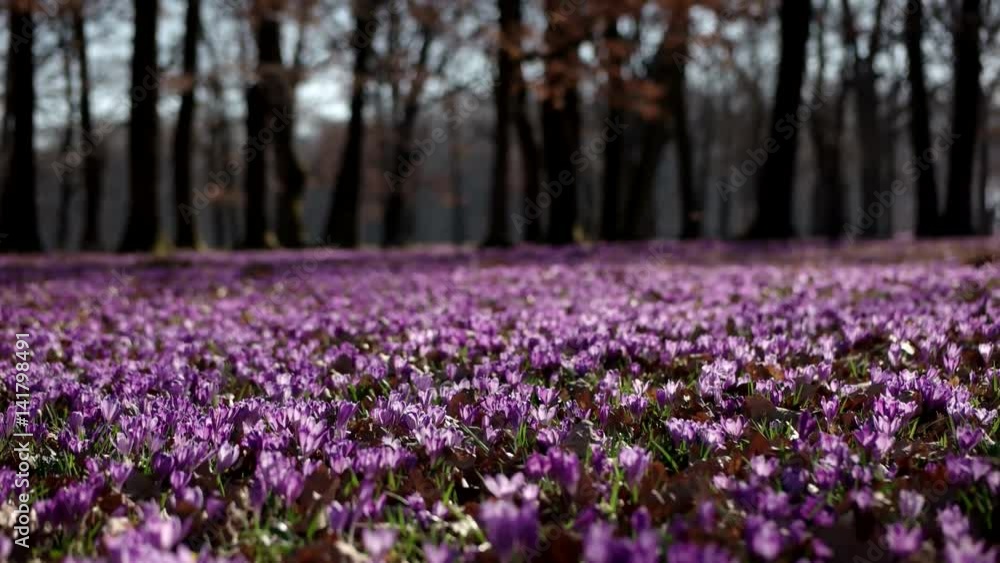 Violet Crocus Wild Flowers Field With Oaks Trees Valley at Spring Time, Natural Floral Seasonal Background, Panning View Violet Crocus Wild Flowers Field With Oaks Trees Valley at Spring Time, Natural Floral Seasonal Background, Panning View