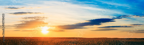 Panorama Of Eared Wheat Field,  Summer Cloudy Sky In Sunset Dawn © Grigory Bruev