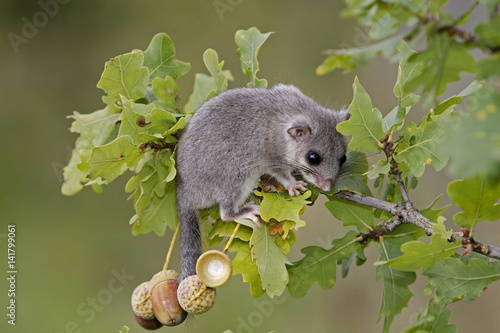 Glis glis / Myoxus glis / Loir gris photo