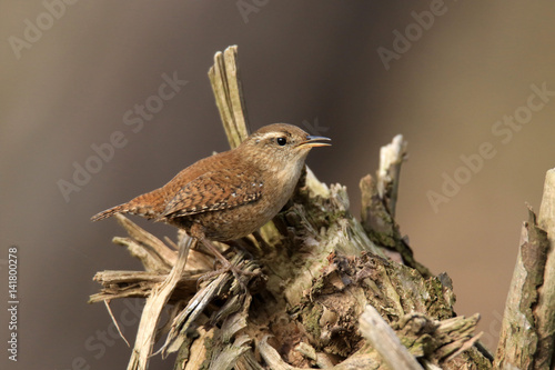 Auf Totholz sitzender Zaunkönig