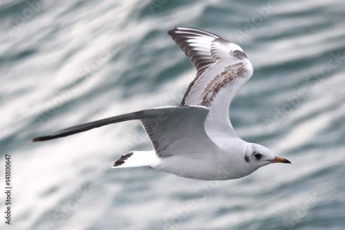 Flaying seagull © keskinfunda