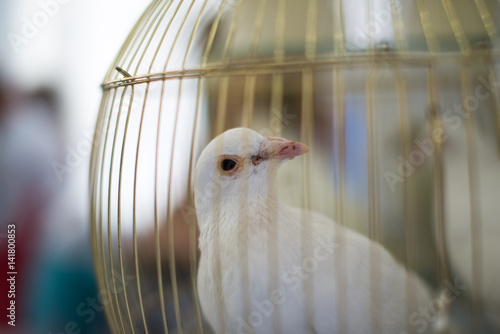 white dove, wedding dove dove in a cage