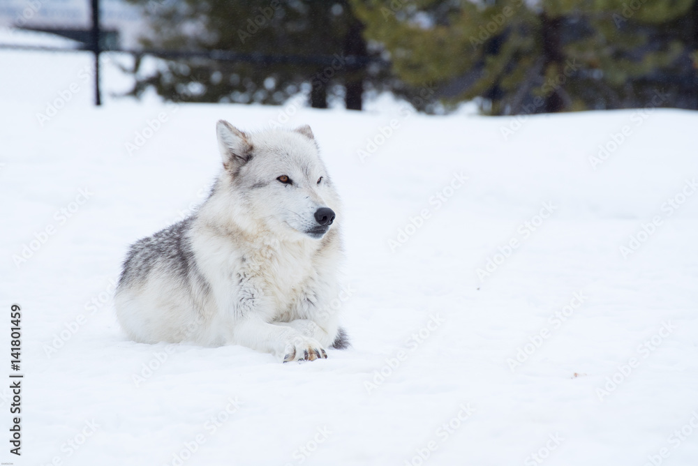 a wolf is laying down with the snow in the winter in the relax time