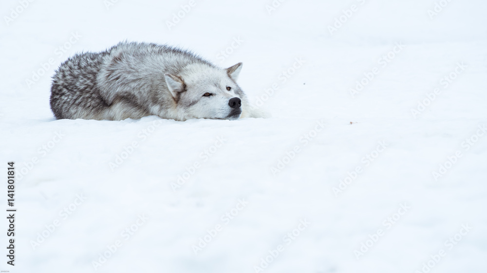 Obraz premium a wolf is laying down with the snow in the winter in the relax time