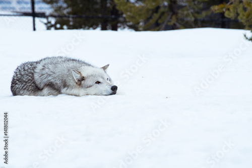 a wolf is laying down with the snow in the winter in the relax time