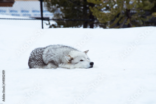 a wolf is laying down with the snow in the winter in the relax time © kamolcha