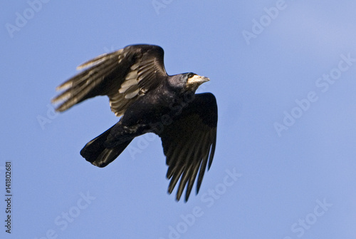 Corvus frugilegus / Corbeau freux © PIXATERRA