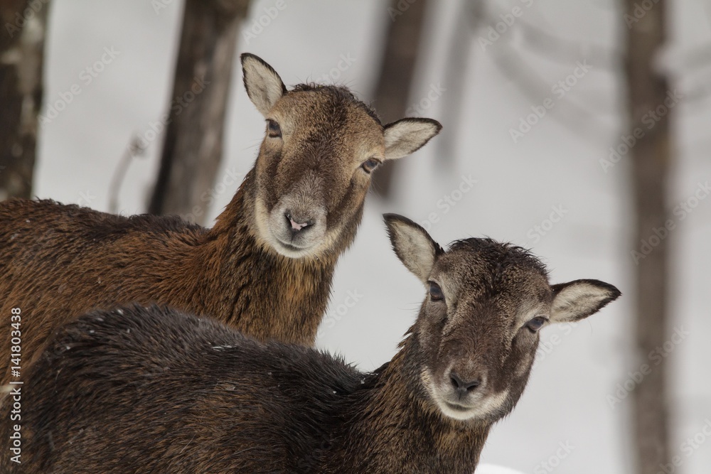Portrait of female mouflon sheep standing outdoors Portrait of female mouflon sheep standing outdoors