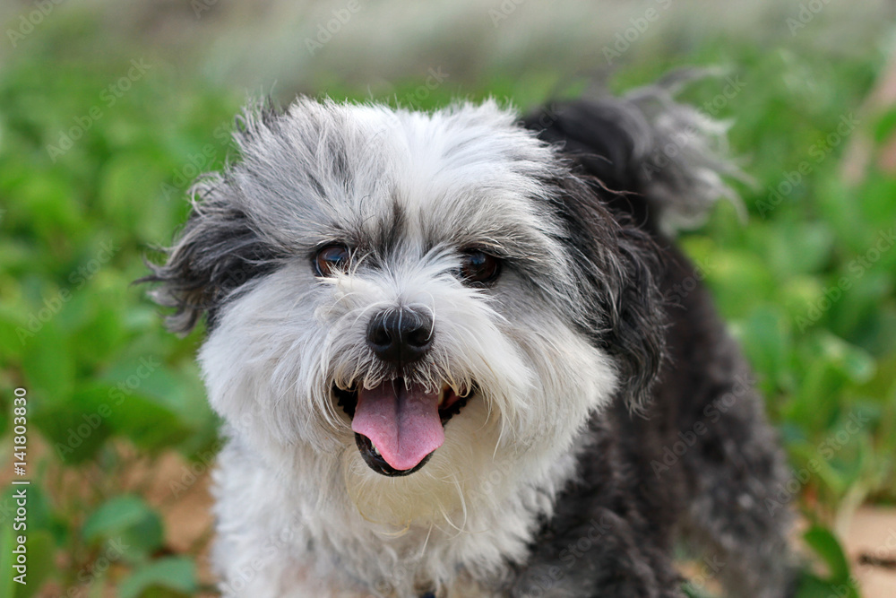 Cute Fluffy Terrier Dog Close Up Standing In Beach Foliage Happy Face Cute Fluffy Terrier Dog Close Up Standing In Beach Foliage Happy Face
