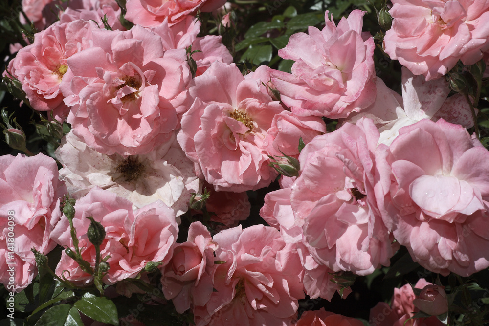 Rosa x / Rose 'Ponderose' Rosa x / Rose 'Ponderose'