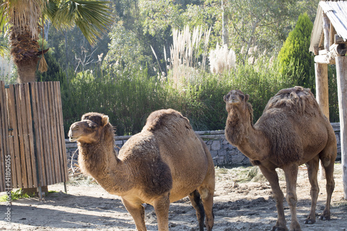 Camel photo