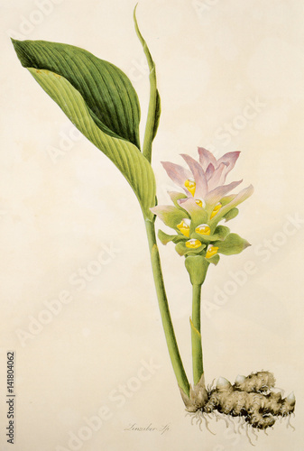 Illustration botanique / Zingiber sp. / Gingembre